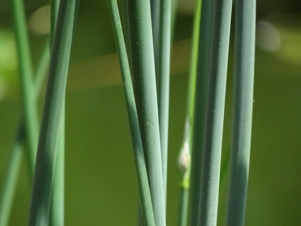 Jardinage et potager : tout le nécessaire pour commencer