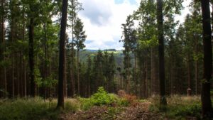 foret